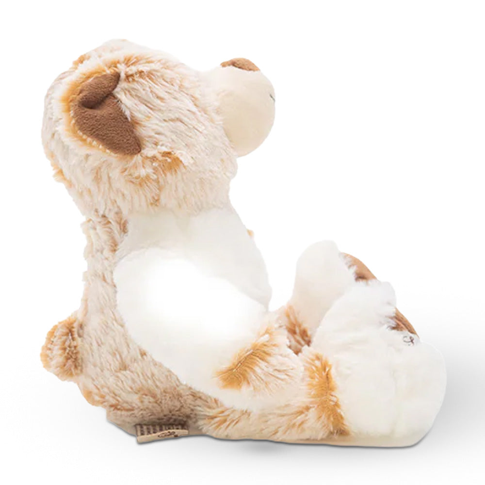Urso Qincy
